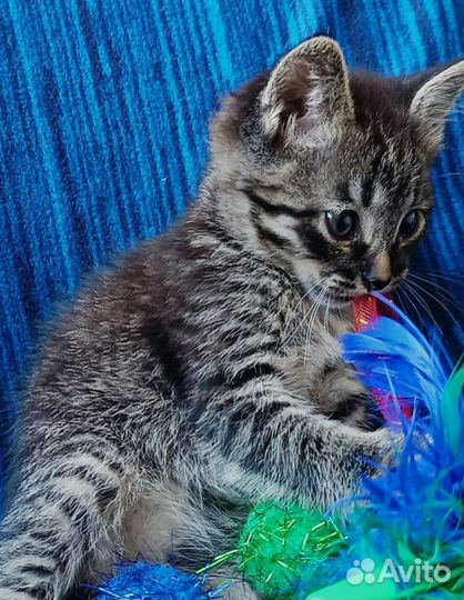 Маленький ласковый котенок ищет дом