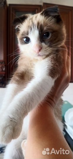 Шотландская