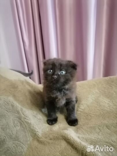 Вислоухие котята