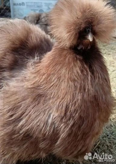 Китайские шелковые куры