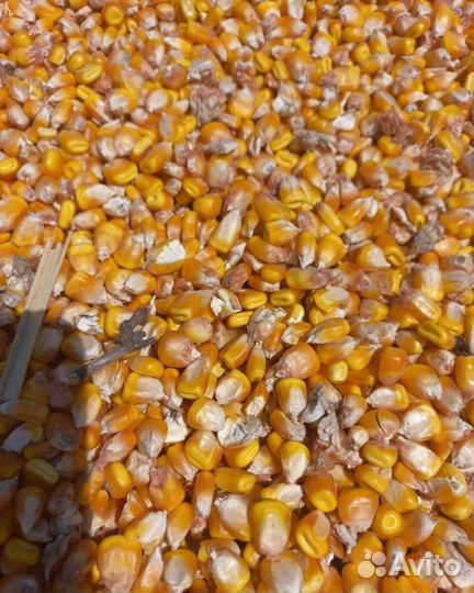 Кукуруза кормовая