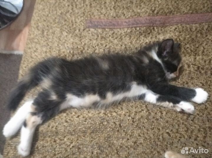 Кошка в дар