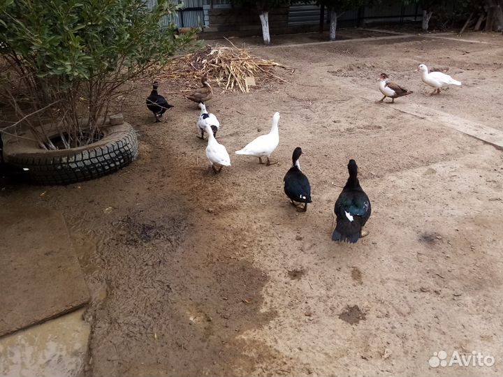 Мускусные утки