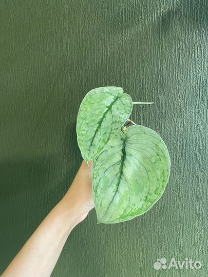 Сциндапсус серебряное облако