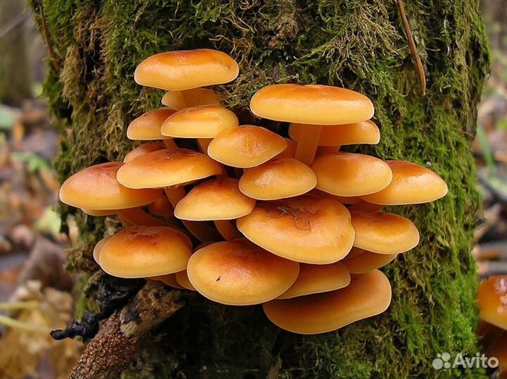 Грибы опята в домашних условиях