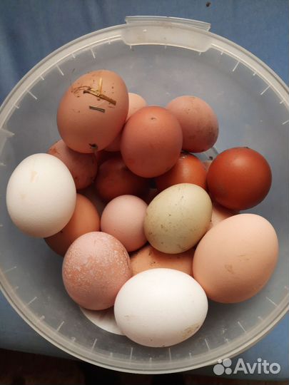 Домашние куриные яйца