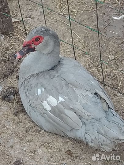 Селезни лаванда