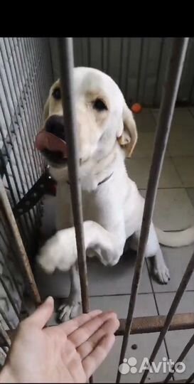 Лабрадор погибает в Донецке