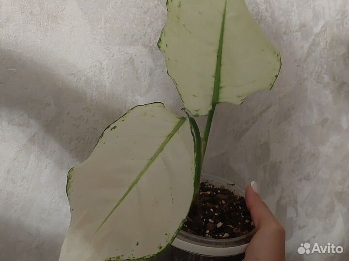 Амазон Сильвер,Эмеральт грей, милки вей