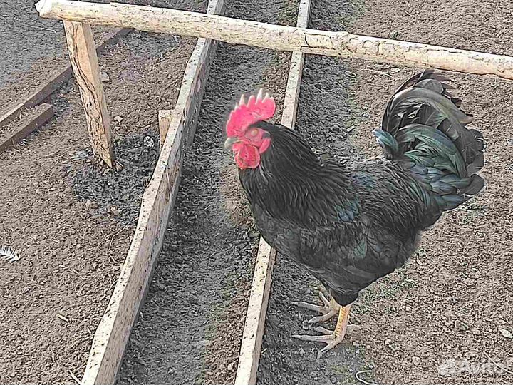 Молодые петухи