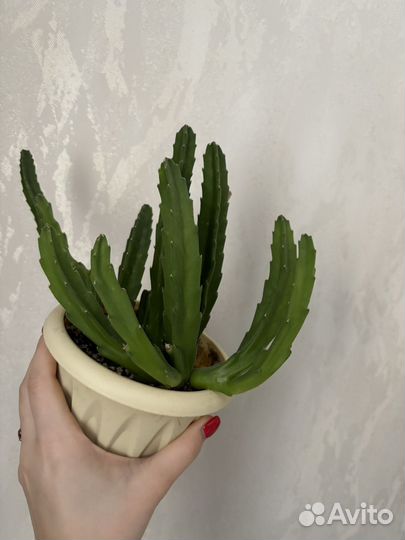 Кактус стапелия