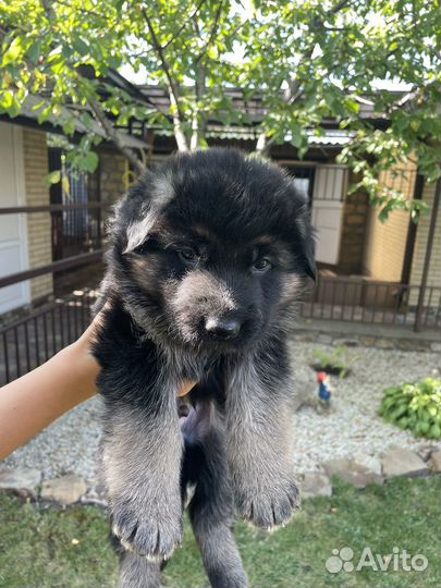 Немецкая овчарка