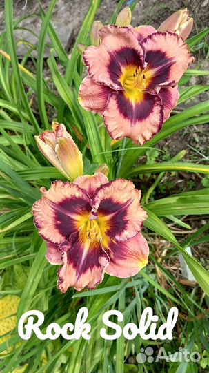 Лилейники сортовые