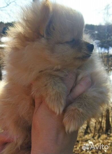 Немецкий шпиц