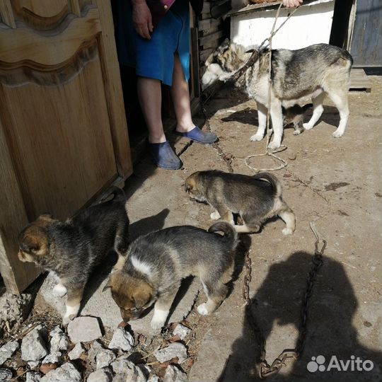 Продажа щенков