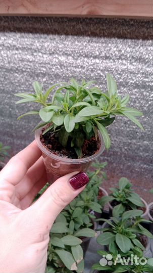 Вегетативная калибрахоа рассада