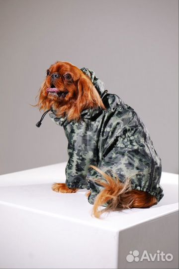 Одежда для собак