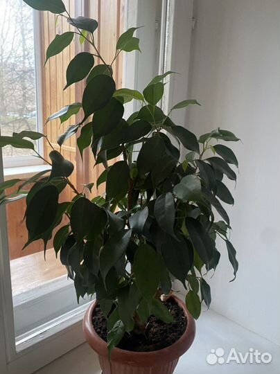 Фикус бенджамина