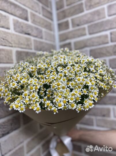 Букет 25 ш рамашка