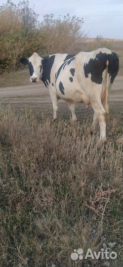 Корова чистокровная Голштинской породы