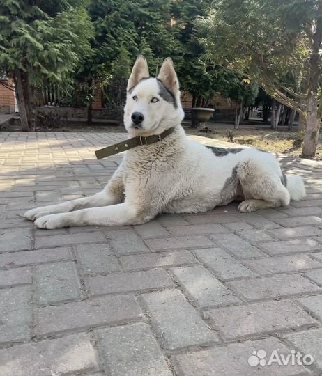 Лайка, красивая девочка