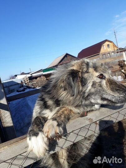 Собаки бесплатно