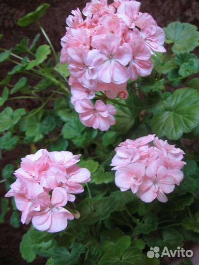 Пеларгония герань