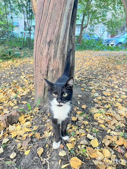 Котик и кошечка ищут дом