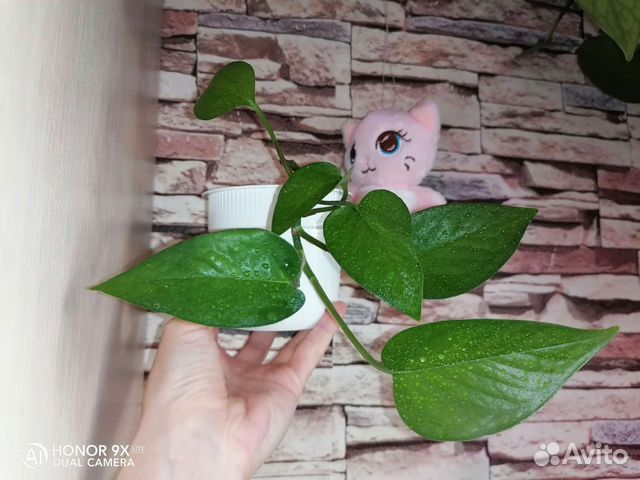 Томаты, перец, редис, горох, зелень, цветы, инжир