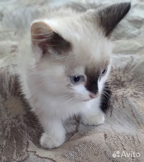 Кошка в дар