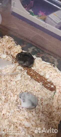 Джунгарский хомяк бесплатно