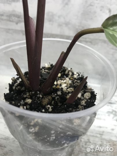 Калатея хэлен кеннеди