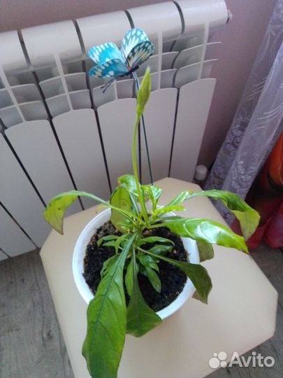 Кроссандра волнистолистная тропик жёлтая с горшк