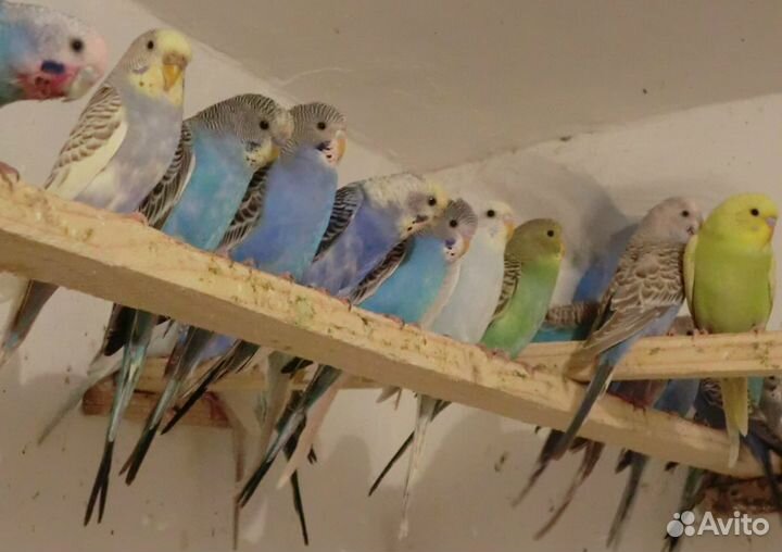 Волнистые попугаи