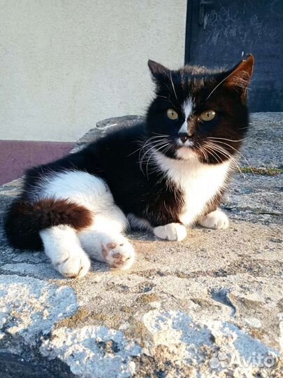 Кошка ищет дом