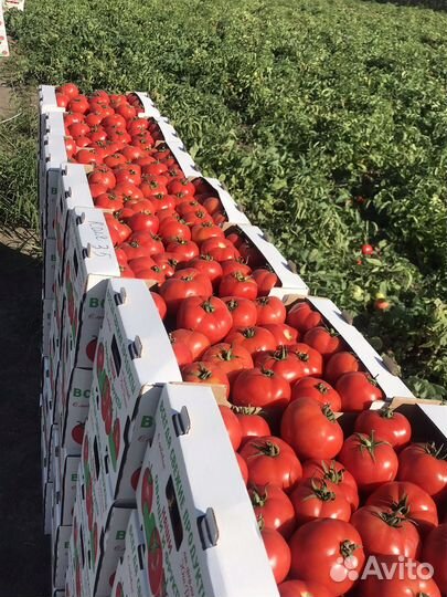 Помидоры сливка, круглый оптом