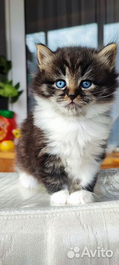 Котенок