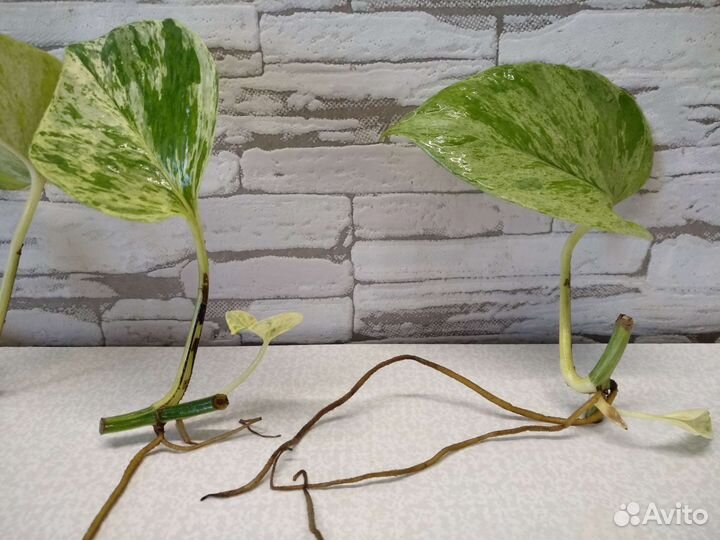 Сциндапсус Марбл квин