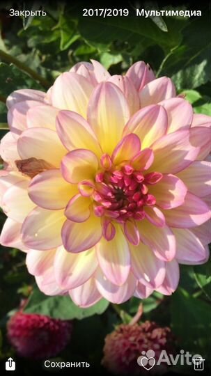 Георгины клубни