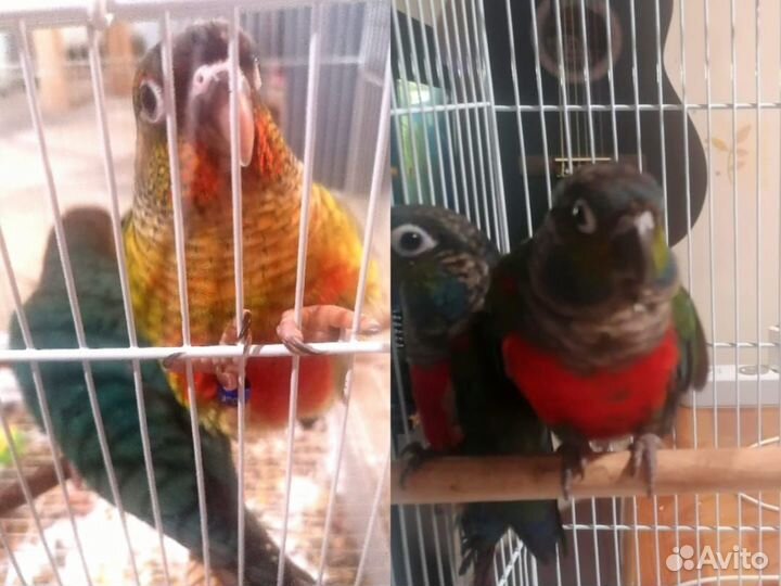 Попугай пиррура, корелла (обмен)