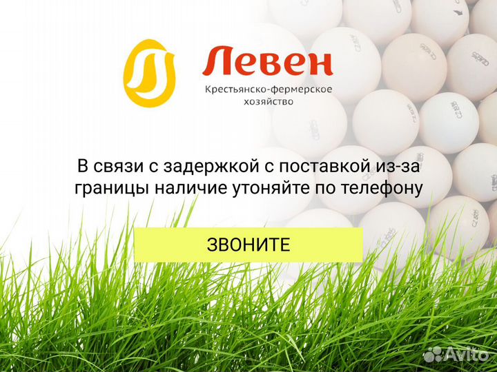 Инкубационное яйцо бройлера Кобб 500 и Росс 308