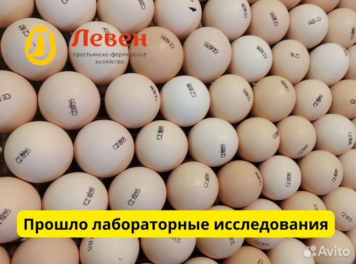 Инкубационное яйцо цылят бройлеров (Европа)