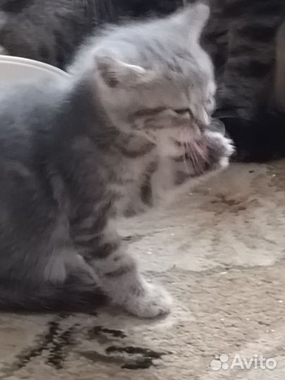 Очаровательные котята