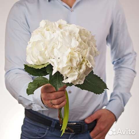 Гортензия Шнибал Schneeball