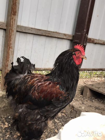 Петух -Брама, на племя