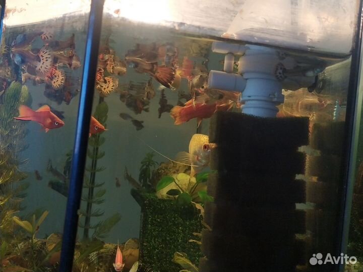 Аквариумные рыбки гуппи