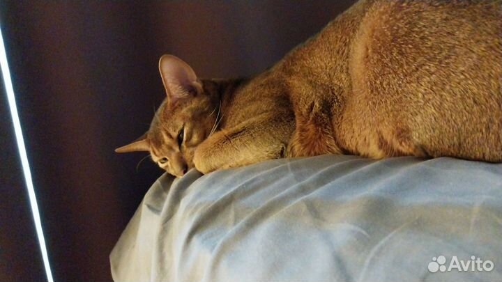 Абиссинская кошка