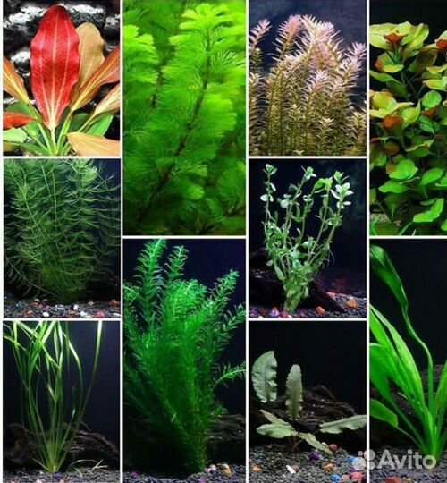 Растения для аквариума