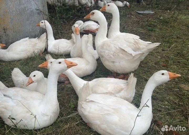 Гусь молодой, живым весом