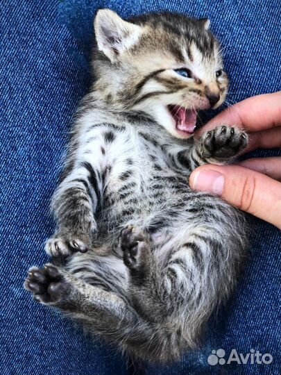 Котята- тигрята в дар